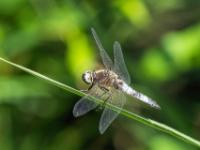 Spitzenfleck Libelle Männchen